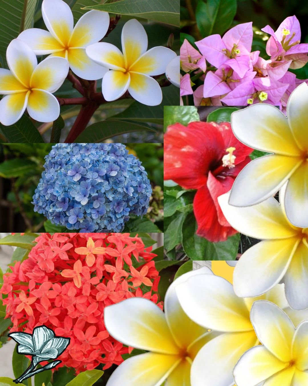 毅仁einer inestroza (5)